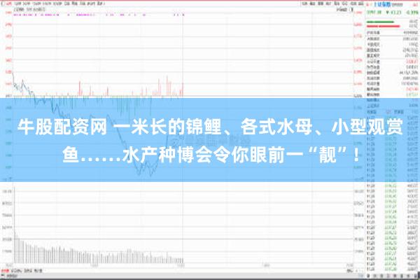 牛股配资网 一米长的锦鲤、各式水母、小型观赏鱼……水产种博会令你眼前一“靓”！